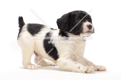 black and white Brittany puppy on white background
