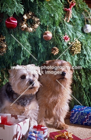 two norfolk terriers sitting under a christmas tree