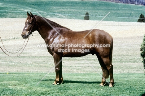 morgan horse in usa