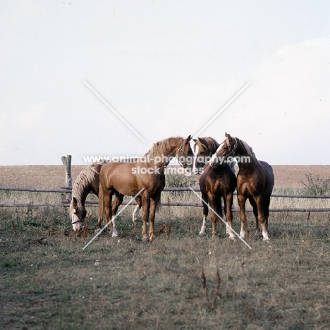 Hjelm, Martini, Rex Naesdal, Tito Bregneb Frederiksborg stallions communication