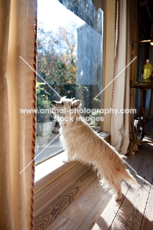terrier mix looking out window