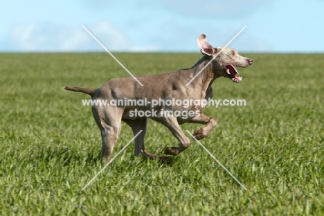 Weimaraner running in field