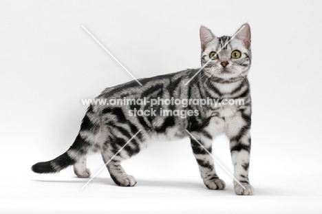 American Shorthair, Silver Classic Tabby, standing