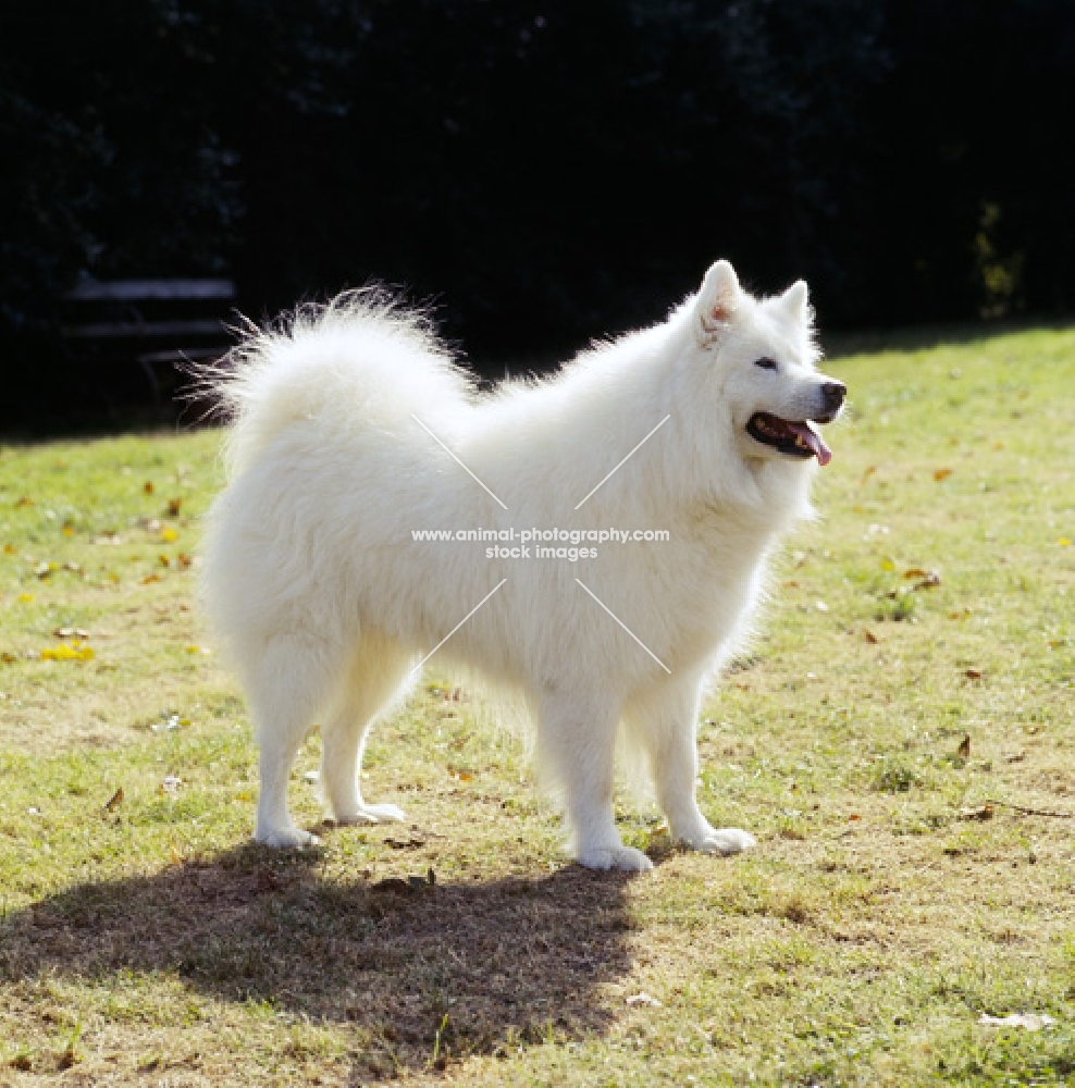 samoyed standing on short grass