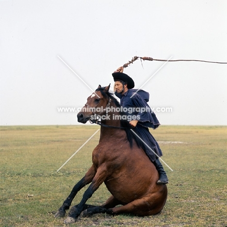 Hungarian horse sitting, Csikó cracks whip and demonstrates his horse's traditional tricks on the Puszta