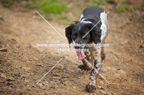 dirty English Springer Spaniel walking with tongue out