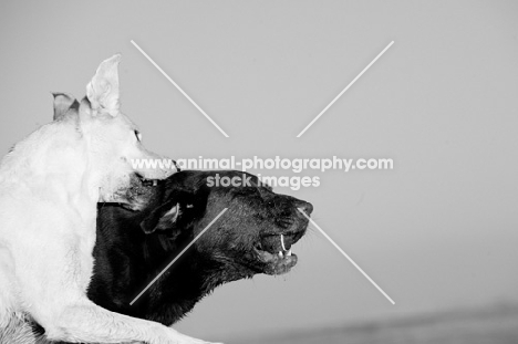 Labrador Retrievers playing together