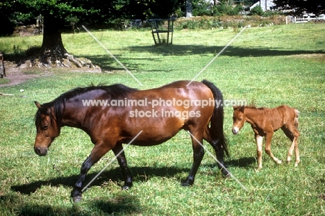 dartmoor mare with foal following her