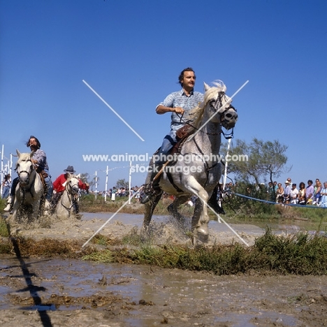 Fangasse, Camargue ponies race through water