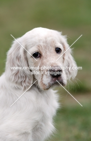 English Setter puppy, portrait