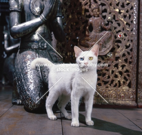 Kao Manee cat, standing near buddha statue
