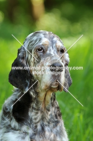 English Setter portrait