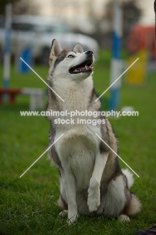 alaskan malamute mix sitting in a training field, raising a leg