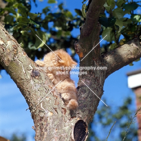 red tabby long hair kitten up a tree