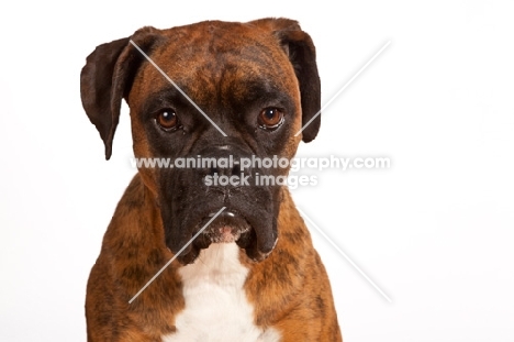 Boxer, front view on white background