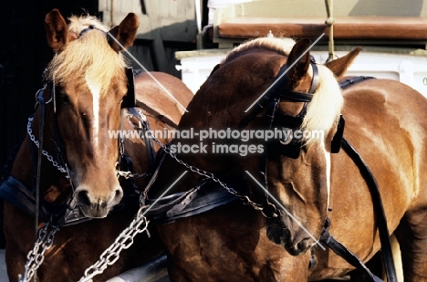 jutland horses at carlsberg brewery copenhagen