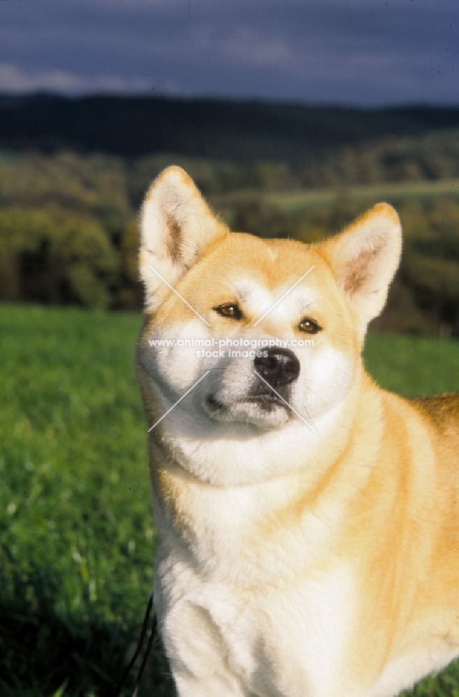 Akita Inu portrait