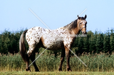 knabstrup mare, lisa-lotte lyshøy standing