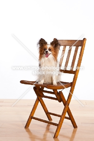 Papillon sitting on folding chair