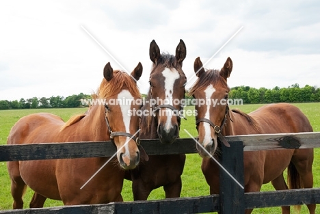 group of thoroughbreds standing by a fence