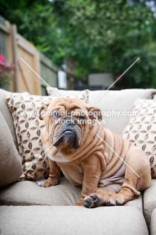 bulldog sitting on couch