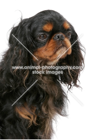 Champion King Charles Spaniel