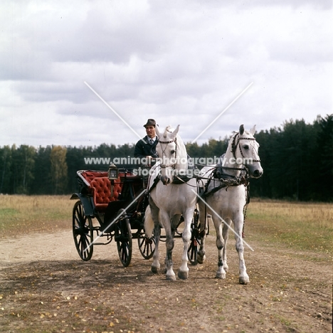 pair of orlov trotters in harness in moscow forest with vehicle