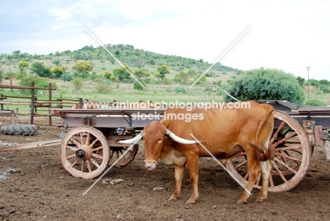 Afrikaner cattle