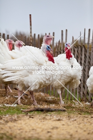 Turkeys in America