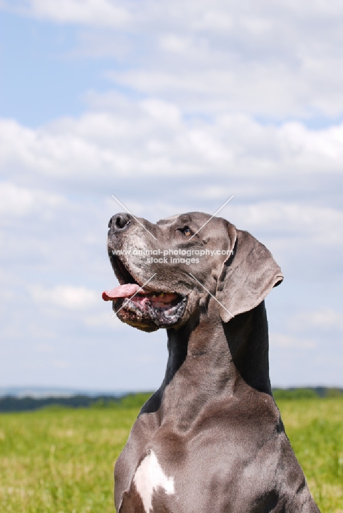 great dane looking proud