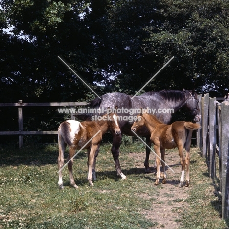 Appaloosa horse with two foals