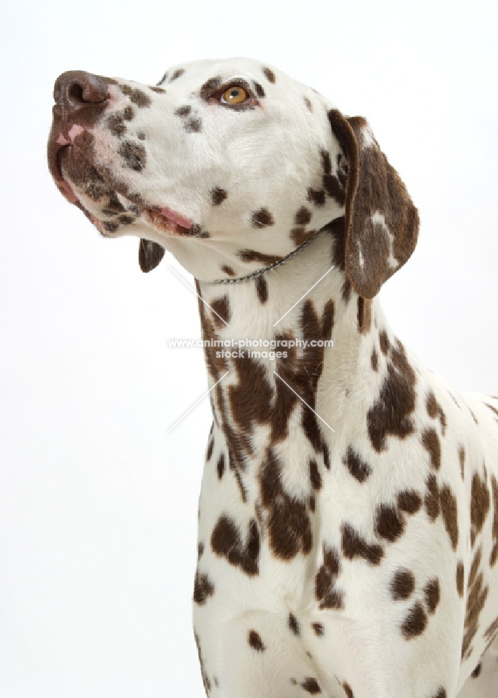 liver Dalmatian on white background, looking up