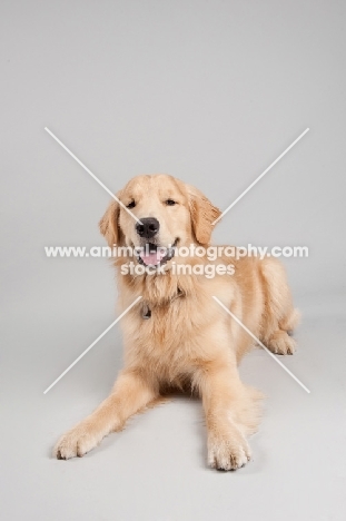 Golden Retriever lying on grey studio background, smiling.