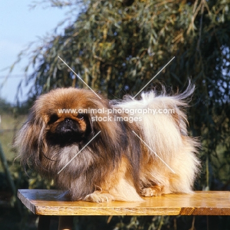 pekingese standing on a table for grooming