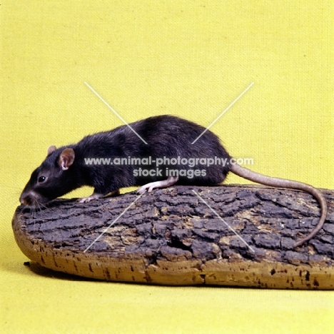 irish black pet rat on log