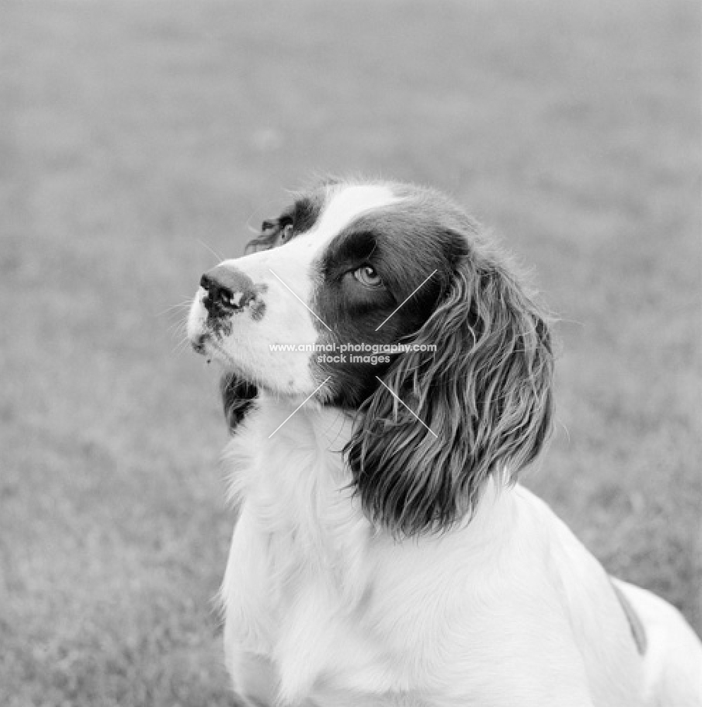 english springer spaniel