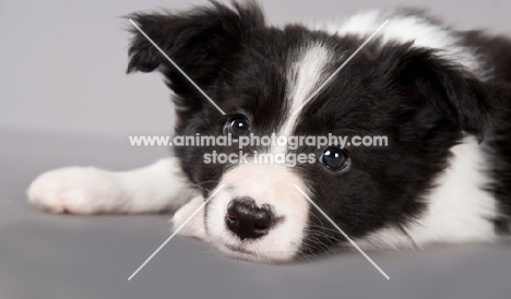 Border Collie puppy resting