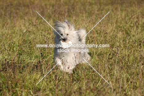 rough coated Elo running in field