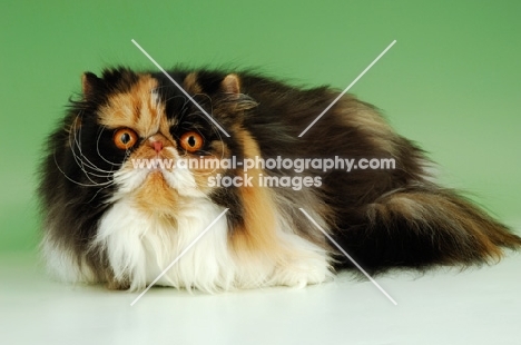 tortie and white persian cat, lying down on green background