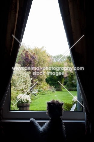 Terrier looking out of window