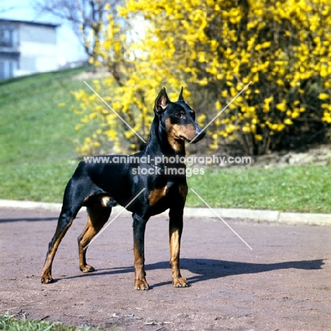pinscher with cropped ears black and tan 