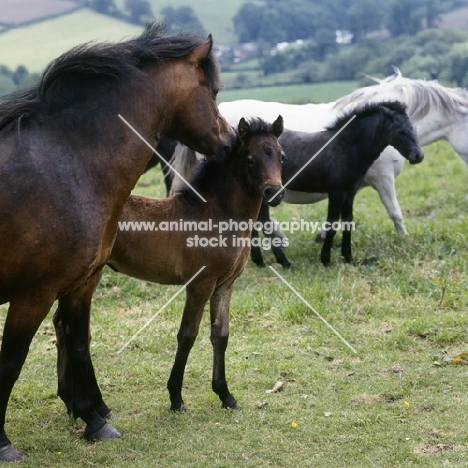 Dartmoor mare nuzzling her foal with group 