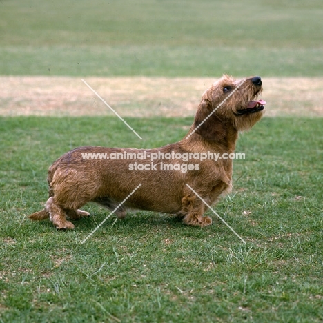 ch lieblings joker in the pack, dachshund wire haired having a laugh