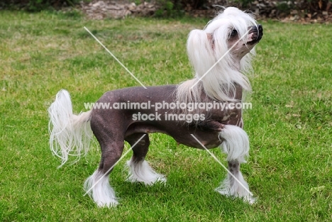 Chinese Crested dog, side view