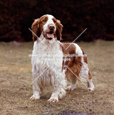 welsh springer spaniel, sh ch deri darrell of linkhill, standing on short grass