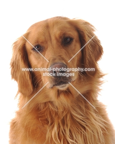 Golden Retriever portrait on white background