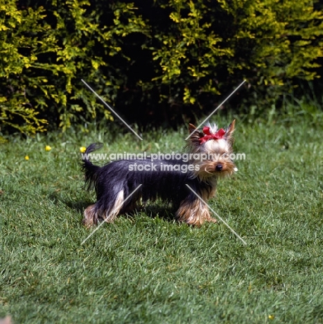 one undocked yorkshire terrier puppy