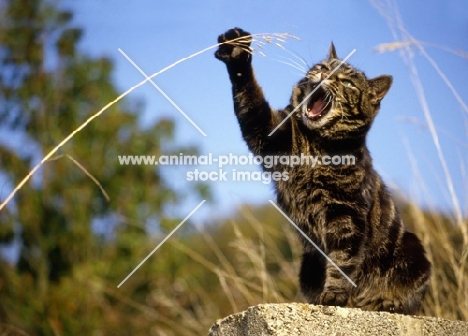 tabby cat, sam, striking at a piece of grass 