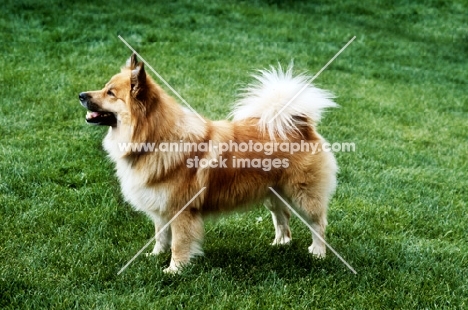 iceland dog standing in garden at akureyri, iceland 