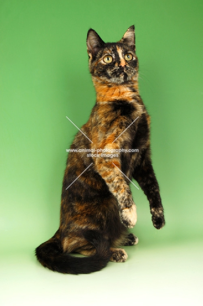 tortoiseshell shorthair (non pedigree) jumping up